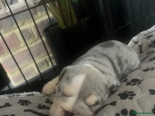 English Bulldog dogs for sale: BEAUTIFUL ENGLISH BULLDOGS - Advert 2