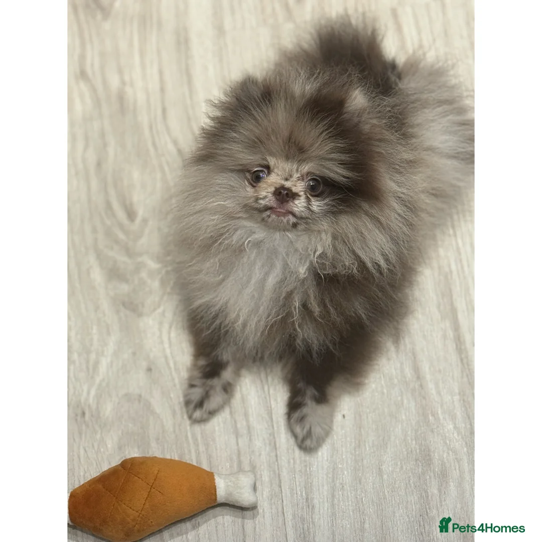 Pomeranian dogs for sale: Exotic Merle Pomeranian Puppy  Rare Colour, - Advert 2