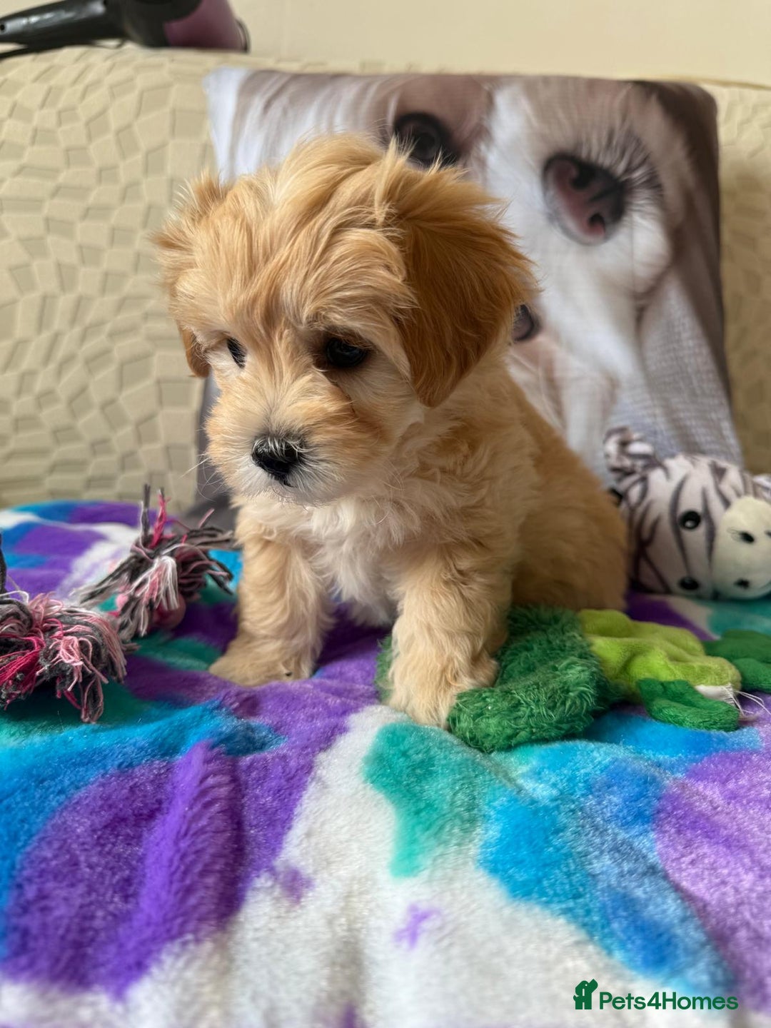 Maltipoo dogs for sale: So adorable and Tiny F1 Korean Maltipoo - Image 27