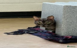 Mixed Breed cats for adoption: Bear! - Image 9