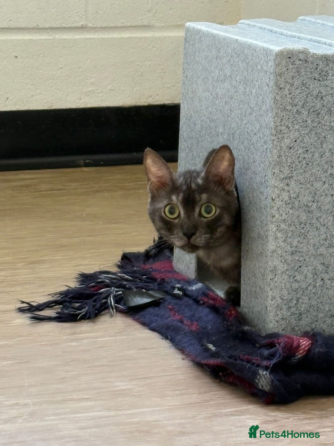 Mixed Breed cats for adoption: Bear! - Image 9