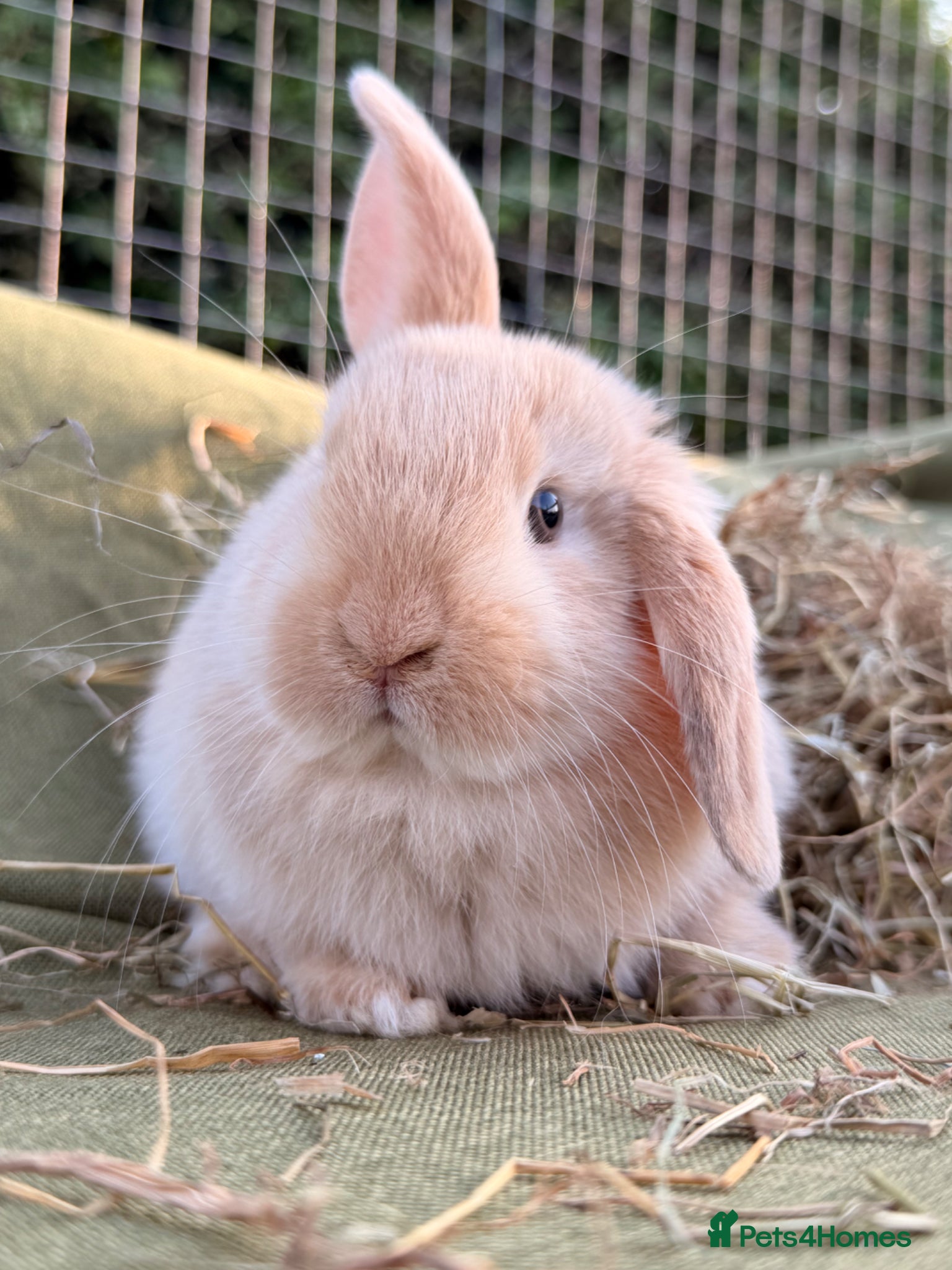 Mini Lop rabbits *Mini Lop Babies  - Advert 2