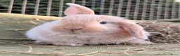 Mini Lop rabbits for sale: *Mini Lop Babies  - Advert 2