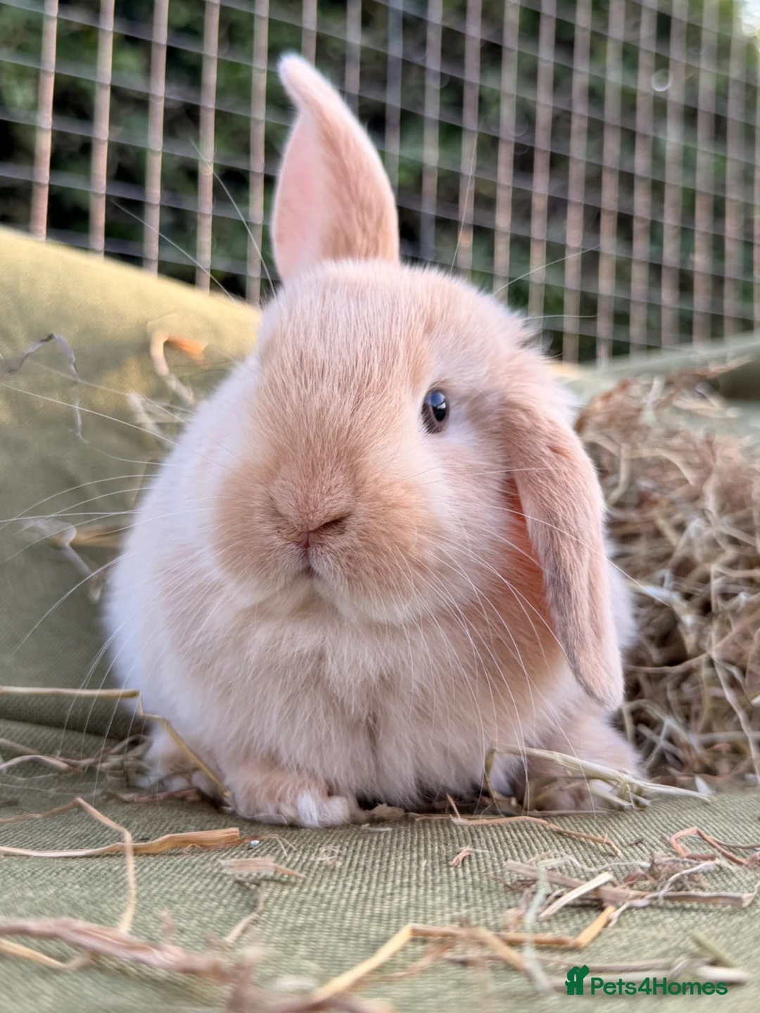 Mini Lop rabbits for sale: *Mini Lop Babies  - Advert 2