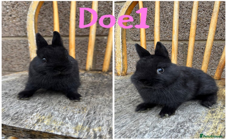 Netherland Dwarf rabbits - Advert 1