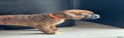 Boxer dogs for sale: Beautiful Kc boxer puppies  - Advert 24