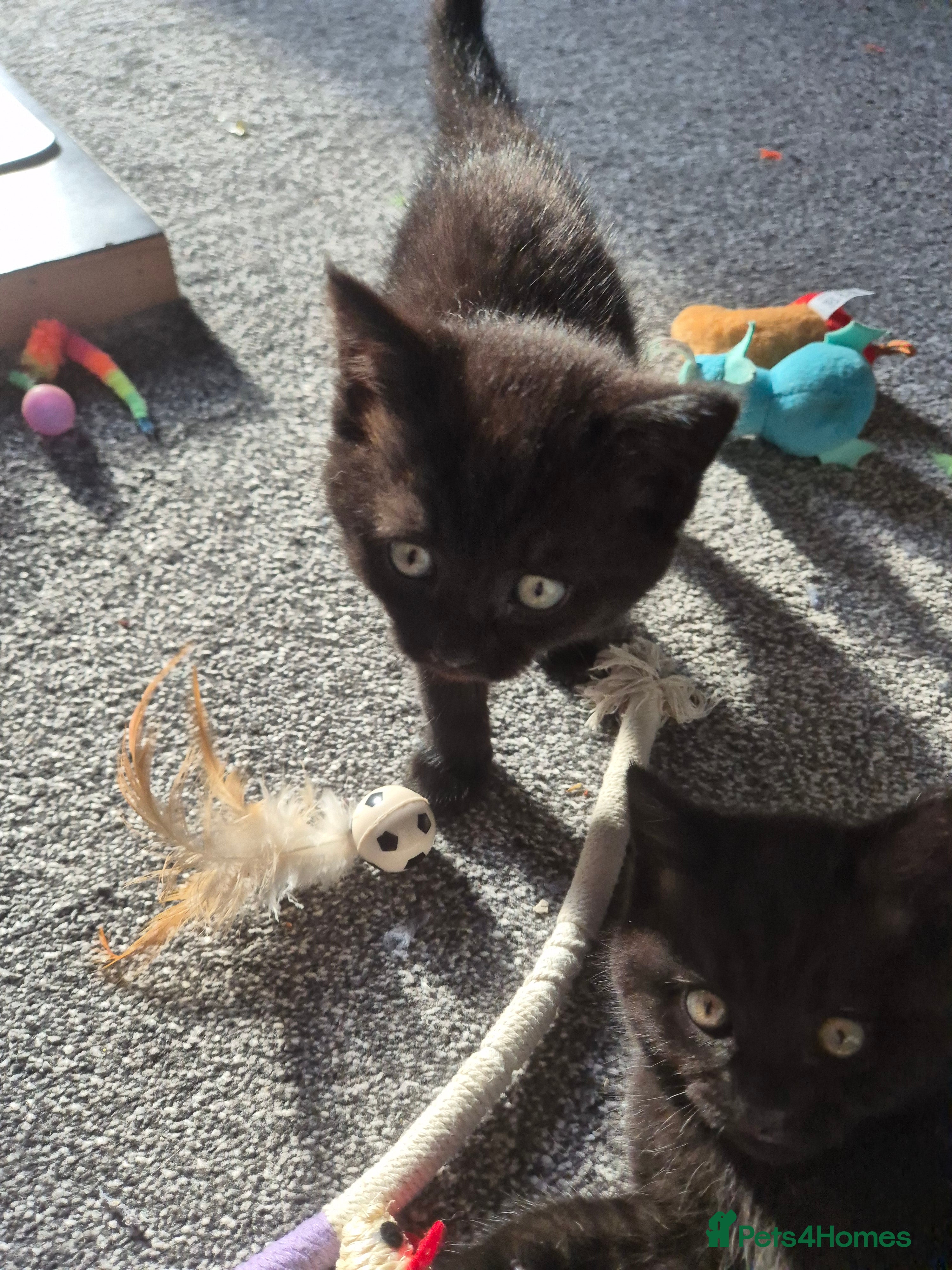 British Shorthair cats for sale: British short hair cross domestic longhair - Advert 2
