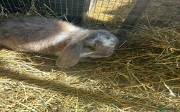 French Lop rabbits for sale: 2 Bucks French Lop x Angora BOTH FOR £40 in Doncaster - Image 2