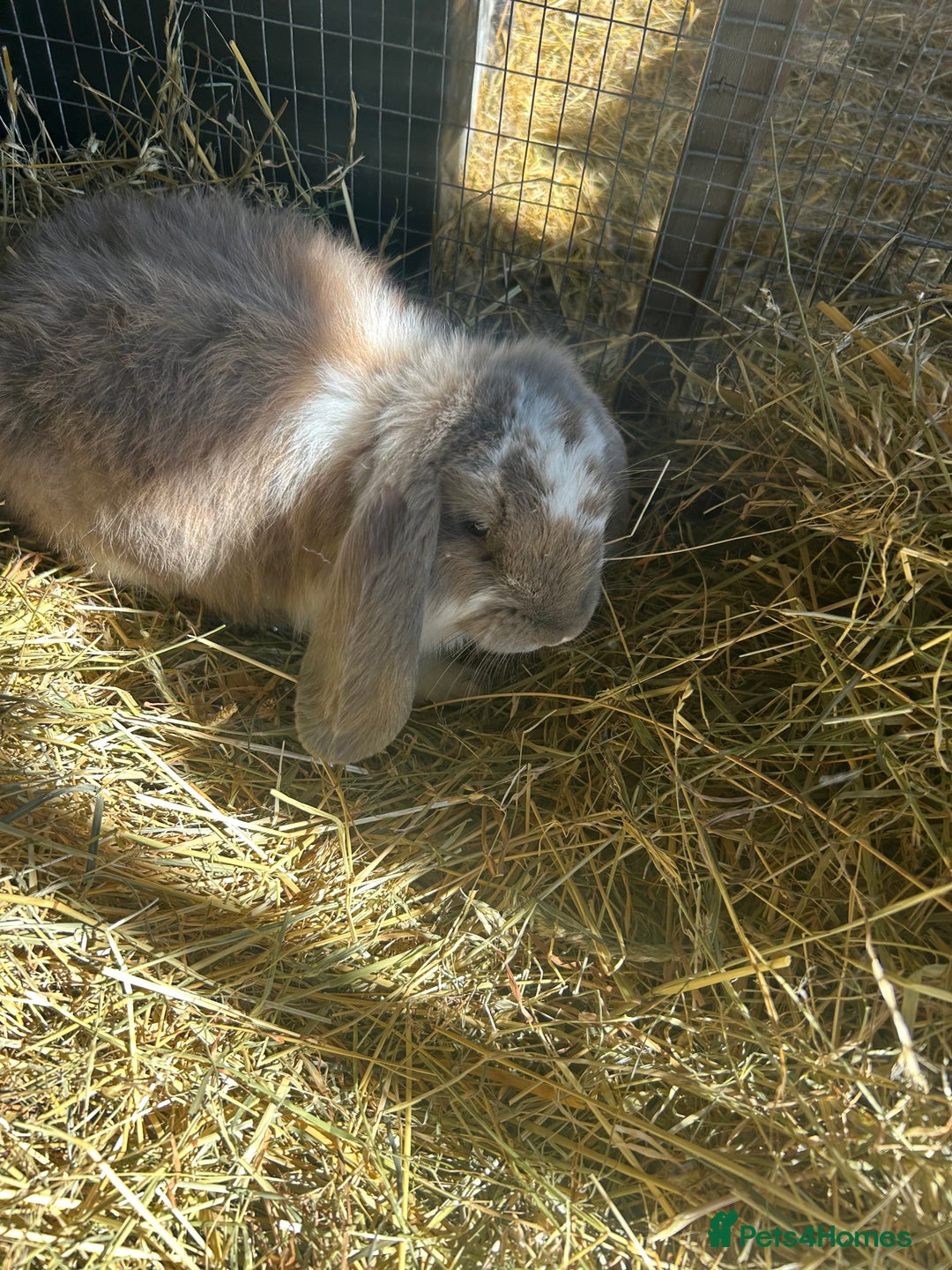 French Lop rabbits for sale: 2 Bucks French Lop x Angora BOTH FOR £40 in Doncaster - Image 2