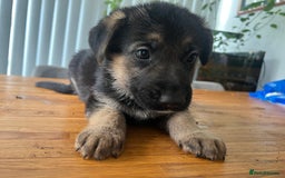 German Shepherd dogs for sale: German Shepherd Pups for Sale  - Image 6