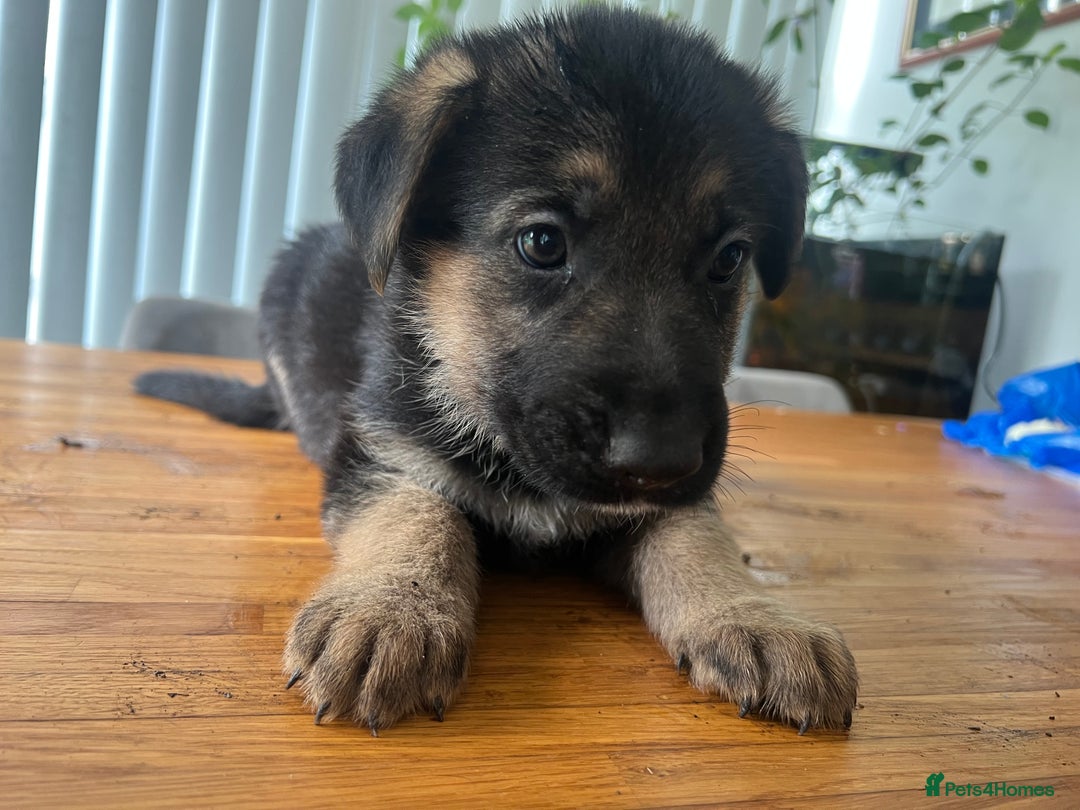 German Shepherd dogs for sale: German Shepherd Pups for Sale  - Image 6