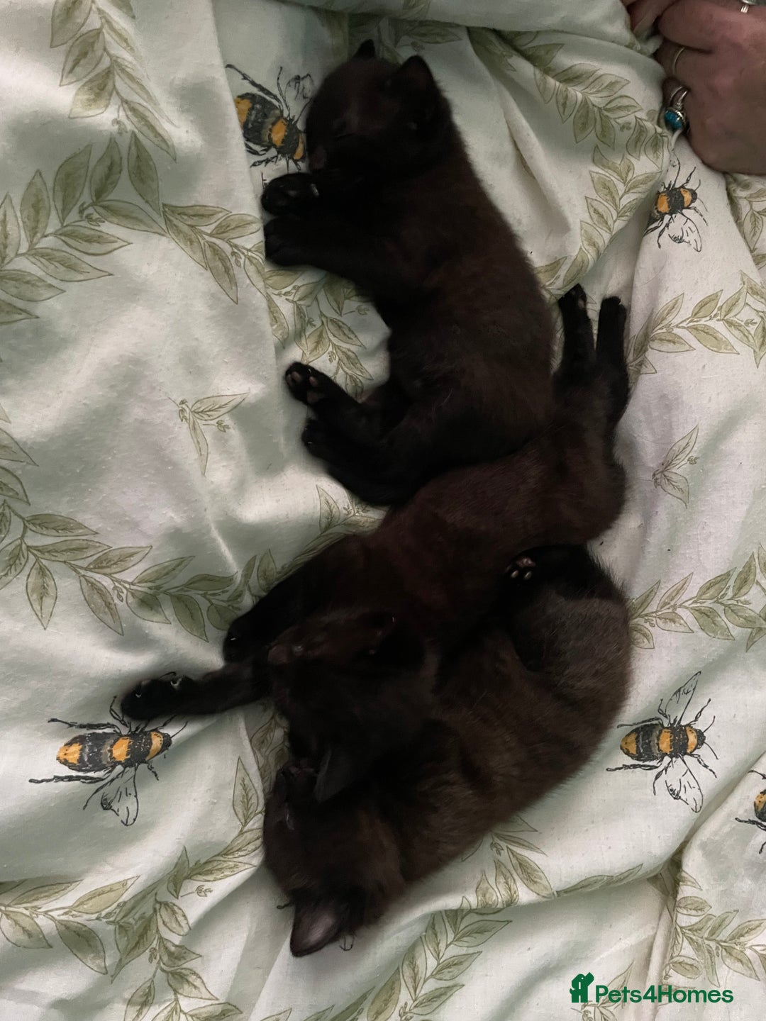 Mixed Breed cats for sale: 3 beautiful kittens for sale (unknown sex) - Image 3