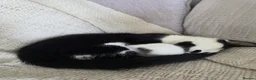 Domestic Shorthair cats for sale: Gorgeous black and white kitten called Jet - Advert 8