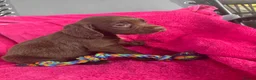 Sprocker dogs for sale: 5 chocolate Sprockers  - Advert 8