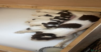 English Springer Spaniel dogs - Advert 7