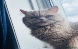 British Longhair cats for sale: Ms Gina  - Image 2