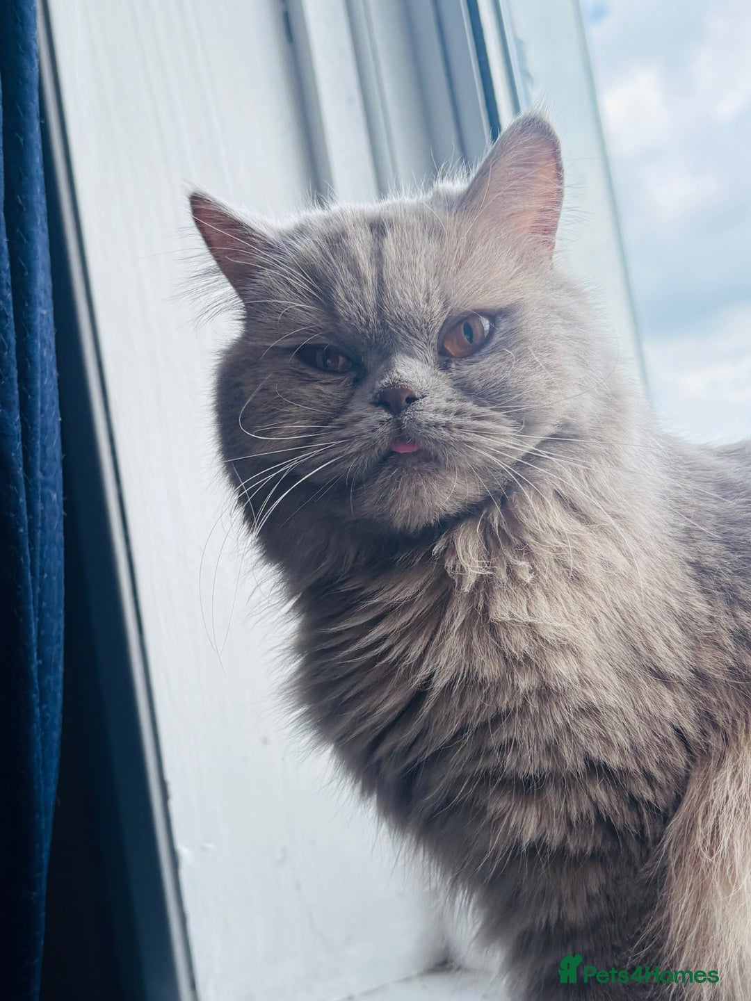British Longhair cats for sale: Ms Gina  - Image 2