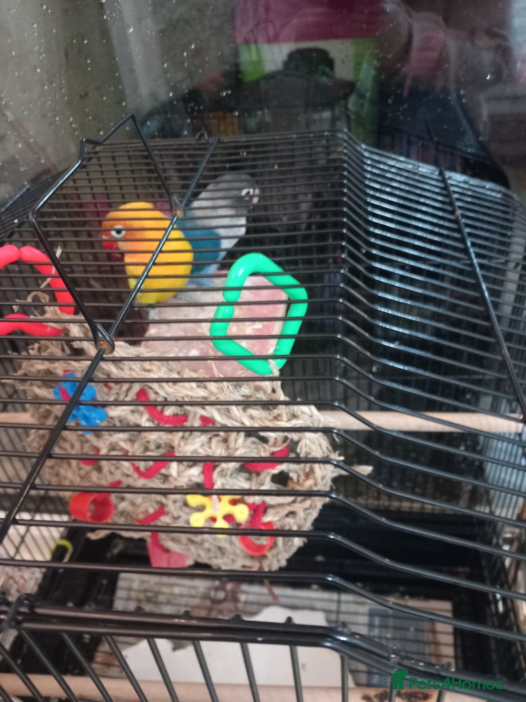 Lovebirds birds for sale: Lovebirds  - Advert 1