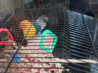 Lovebirds birds Lovebirds - Advert 6