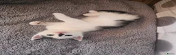 Mixed Breed cats for sale: Beautiful Maine Coon mix kittens  - Advert 6