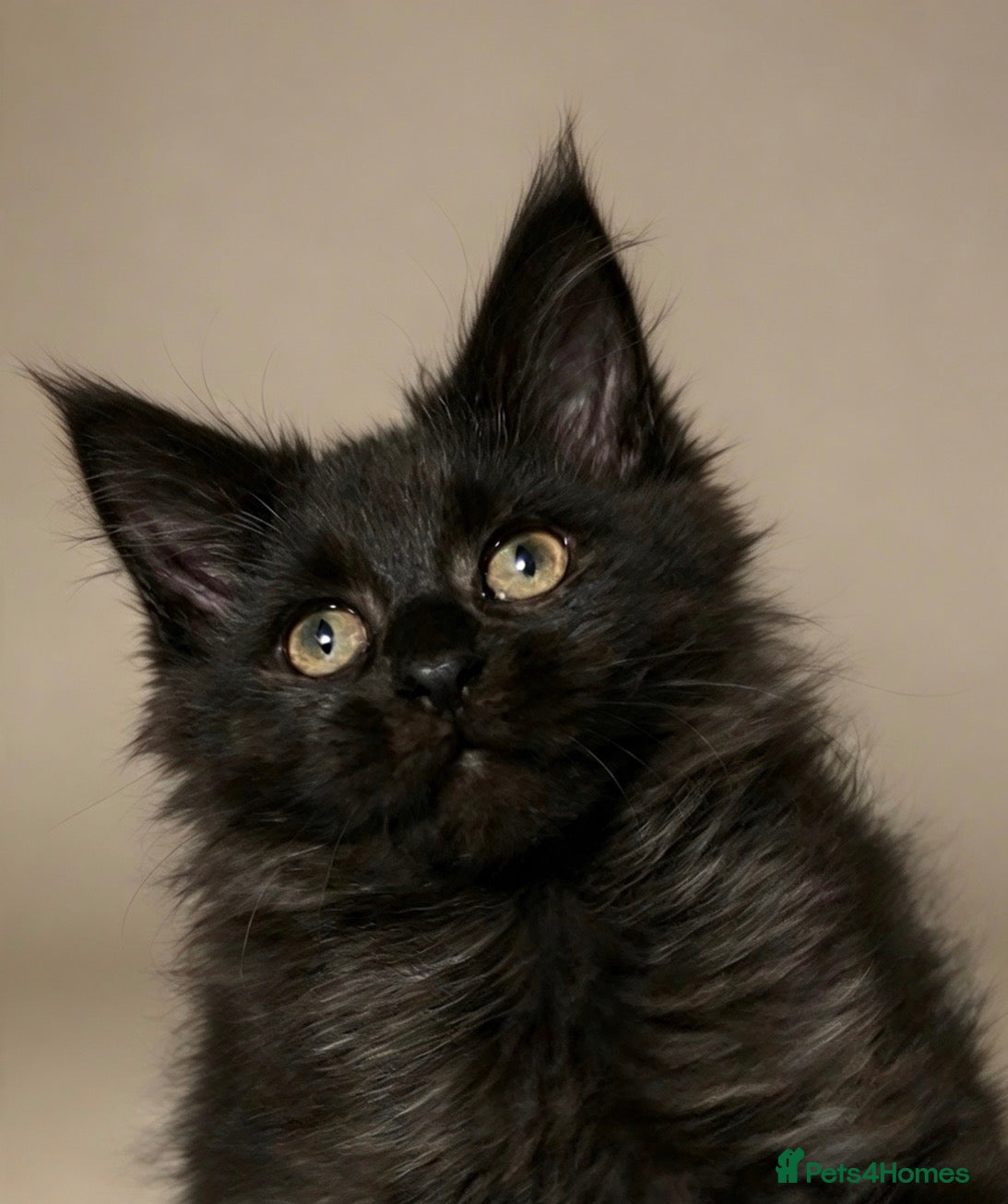 Maine Coon cats Beautiful Maine coon grey and black smoke   - Advert 6