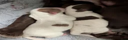 Cockapoo dogs for sale: Cockapoo puppies  in Bolton - Advert 8