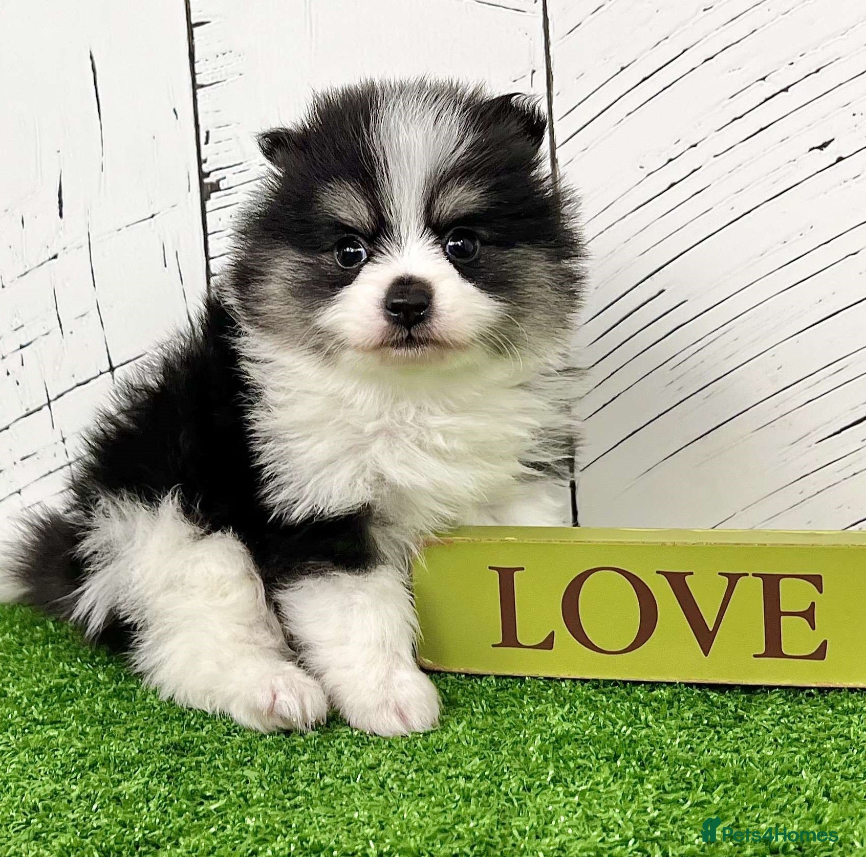 Pomeranian dogs loyal companion Pomeranian male - Advert 17