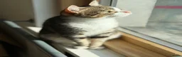 Domestic Shorthair cats for sale: Biscuit - Female Cat for Rehoming (4 years old)   - Advert 7