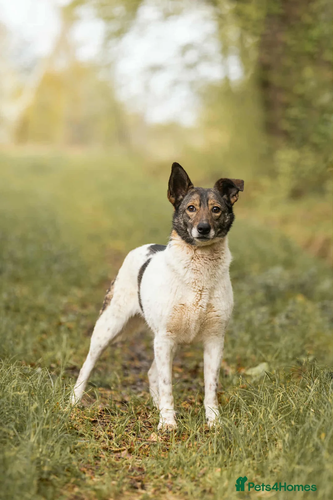 Mixed Breed dogs for adoption: ❤️🐶 MARY – Smart, Devoted And Full Of Life 🐶❤️ - Advert 2