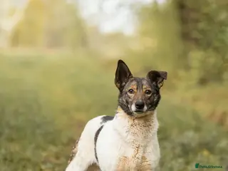 Mixed Breed dogs ❤️🐶 MARY – Smart, Devoted And Full Of Life 🐶❤️ - Advert 12