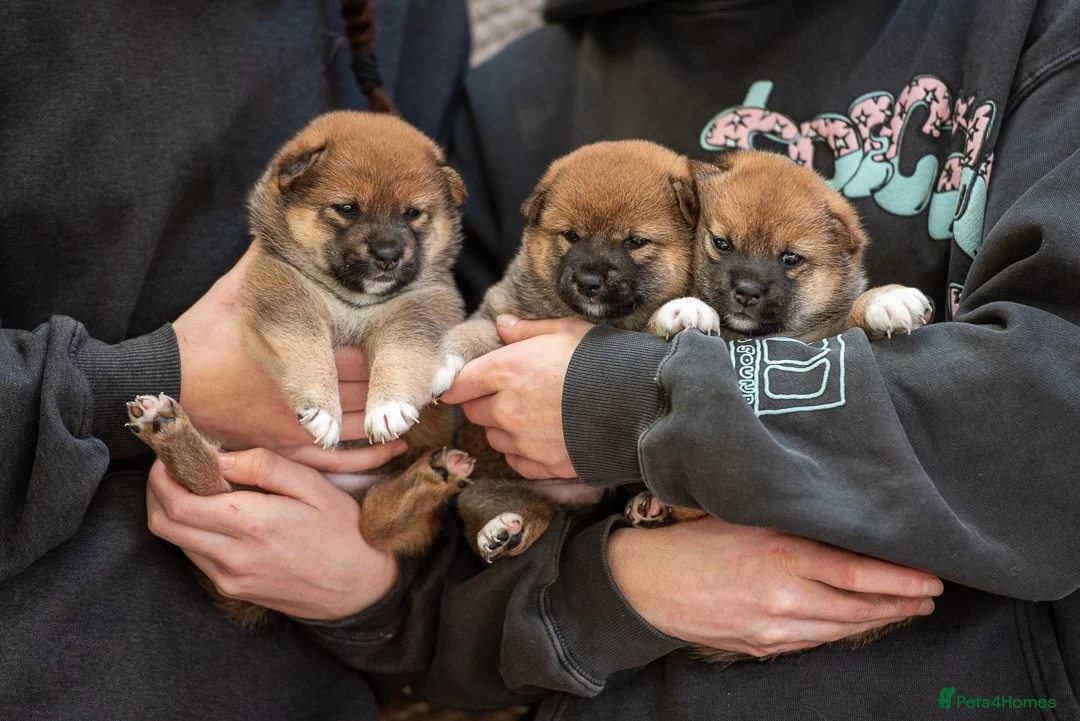 Japanese Shiba Inu dogs for sale: Rare Red Sesame Shiba Inu – Elite Bloodlines - Advert 8