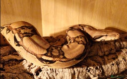 Snake reptiles for sale: Reptile rehoming - Image 8