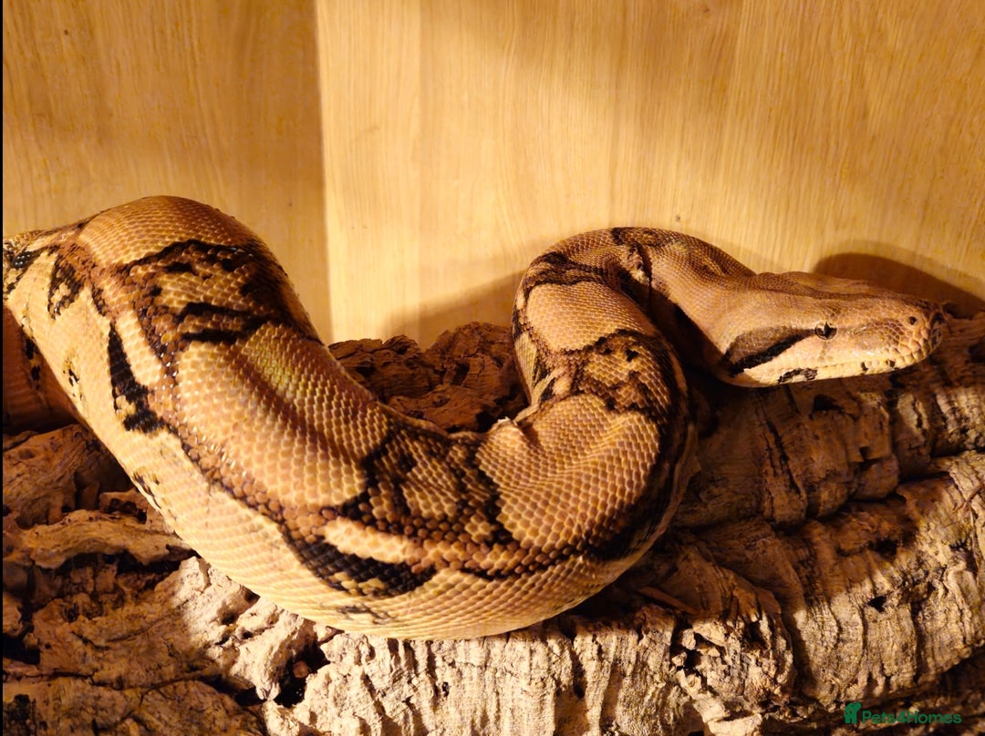 Snake reptiles for sale: Reptile rehoming - Image 8