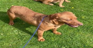 Labrador Retriever dogs - Advert 3