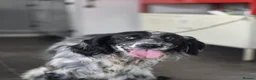 English Setter dogs for adoption: Sydney - Advert 5