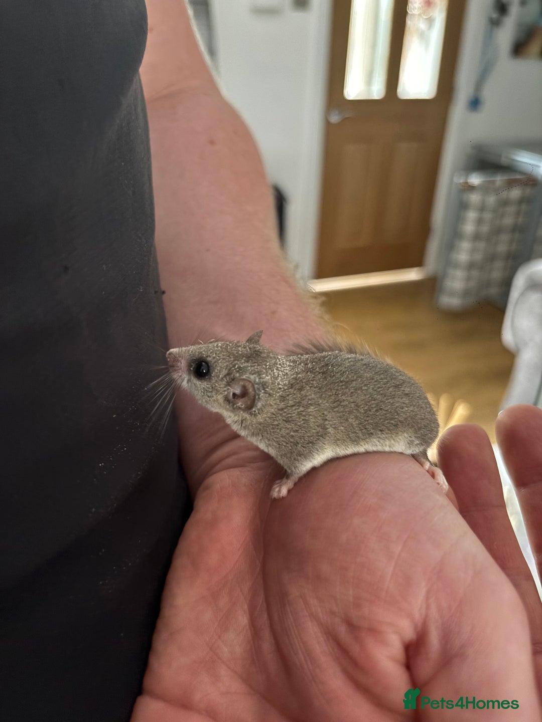 Mouse rodents for sale: Pygmy dormice for sale - Image 5