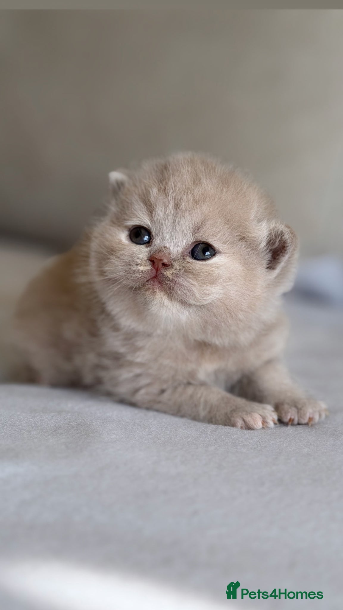 British Shorthair cats Beautiful kittens  - Advert 1