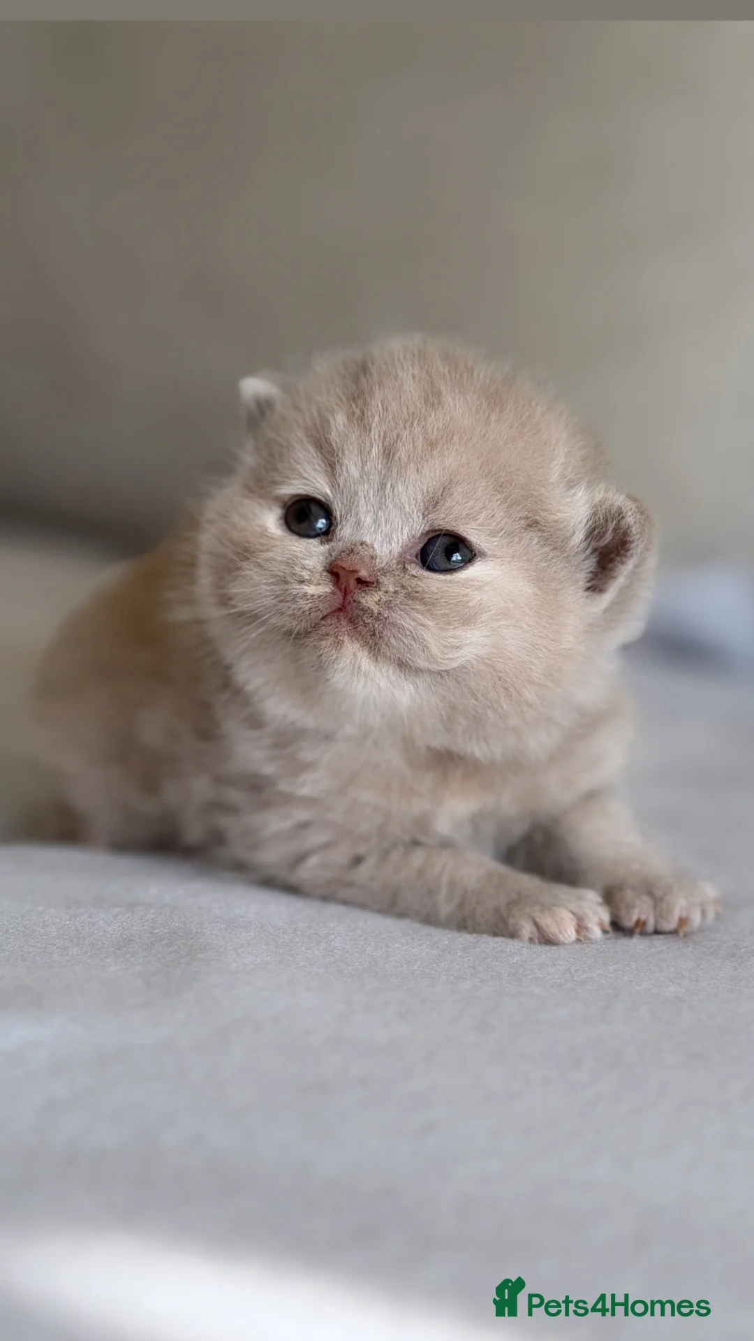 British Shorthair cats for sale: Beautiful kittens  - Advert 1