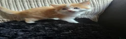 Mixed Breed cats for sale: Beautiful Kittens - Advert 10
