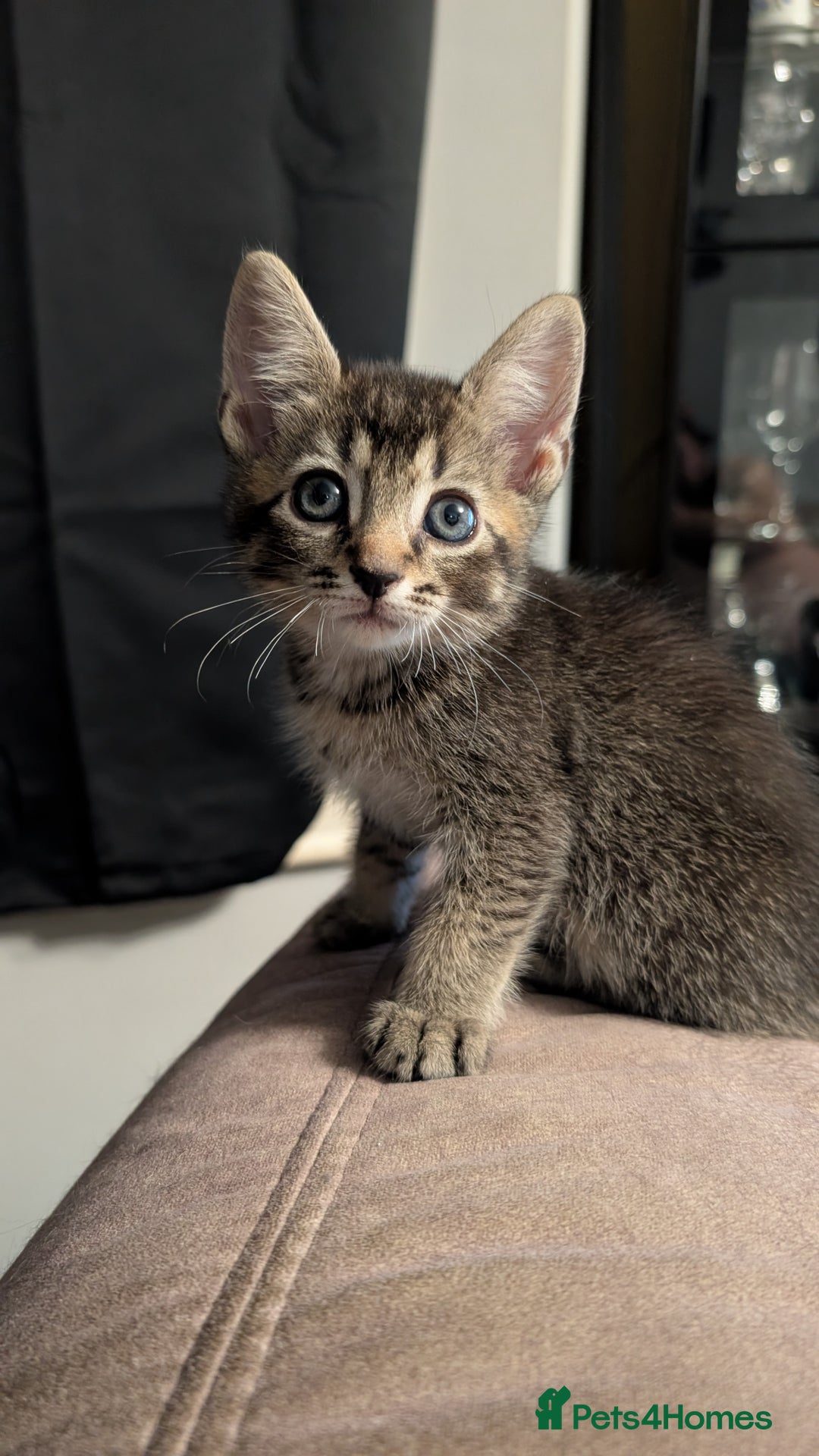 Mixed Breed cats for sale: Adorable Kittens Looking for Loving Homes! - Image 15