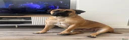 Boerboel dogs for sale: Our beautiful girl Narla in Birmingham - Advert 3