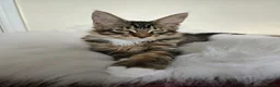 Maine Coon cats for sale: 3 TICA registered Maine Coon kittens. - Advert 1
