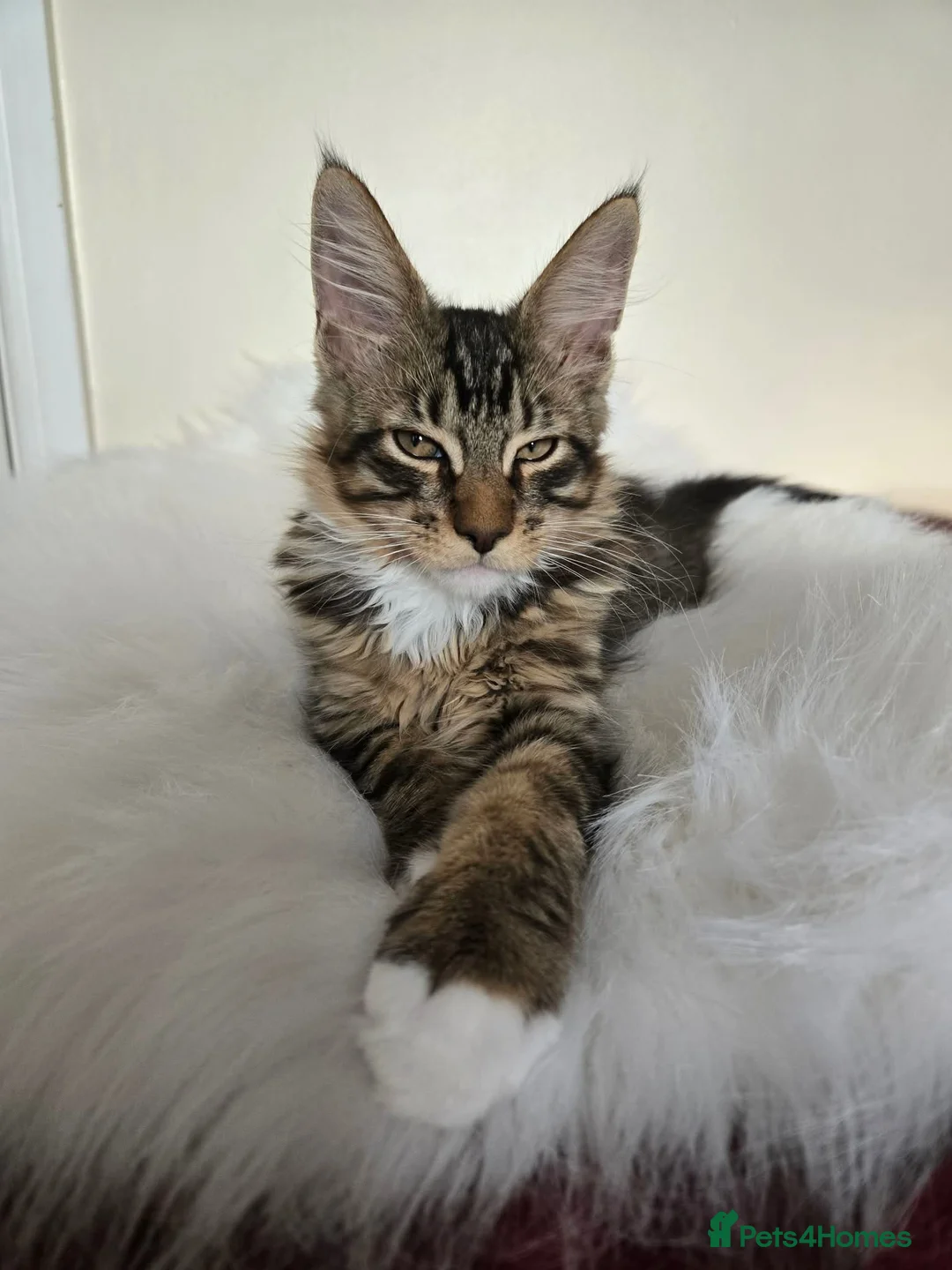 Maine Coon cats for sale: 3 TICA registered Maine Coon kittens. - Advert 1