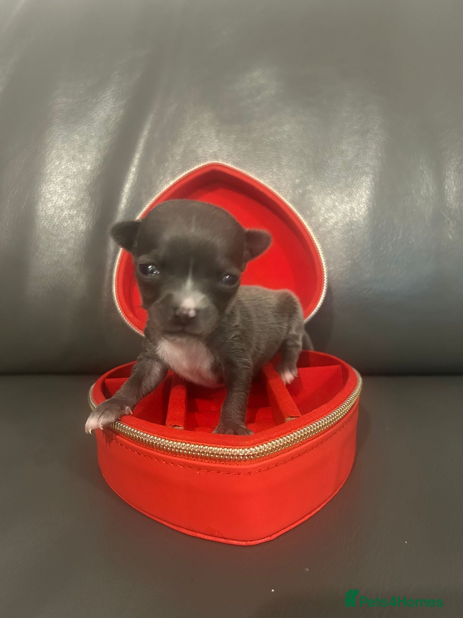 Chihuahua dogs Exceptional  **  Miniature Chihuahuas Truly Rare - Advert 5