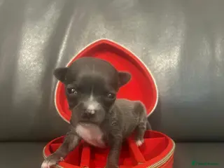 Chihuahua dogs Exceptional ** Miniature Chihuahuas Truly Rare - Advert 5