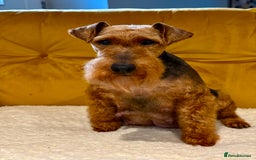 Welsh Terrier dogs for sale: Absolutely stunning top litter  - Image 2