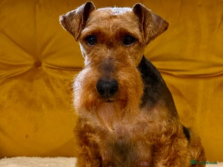 Welsh Terrier dogs - Advert 7