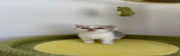 British Shorthair cats for sale: 🐻 Registered British Shorthair Kittens 🐻 - Advert 3