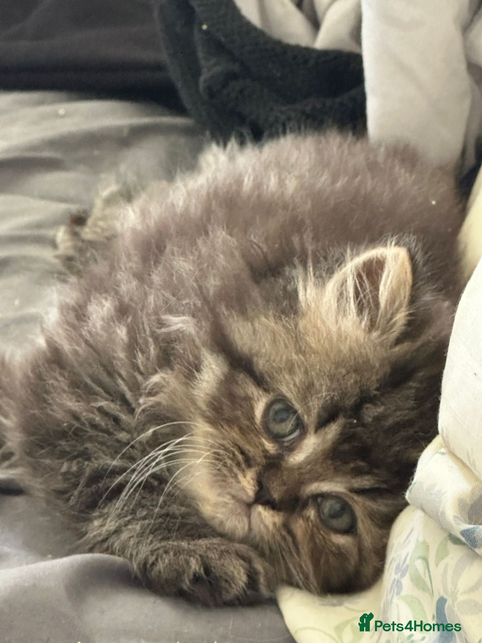 Persian cats for sale: Persian chinchilla  - Advert 20