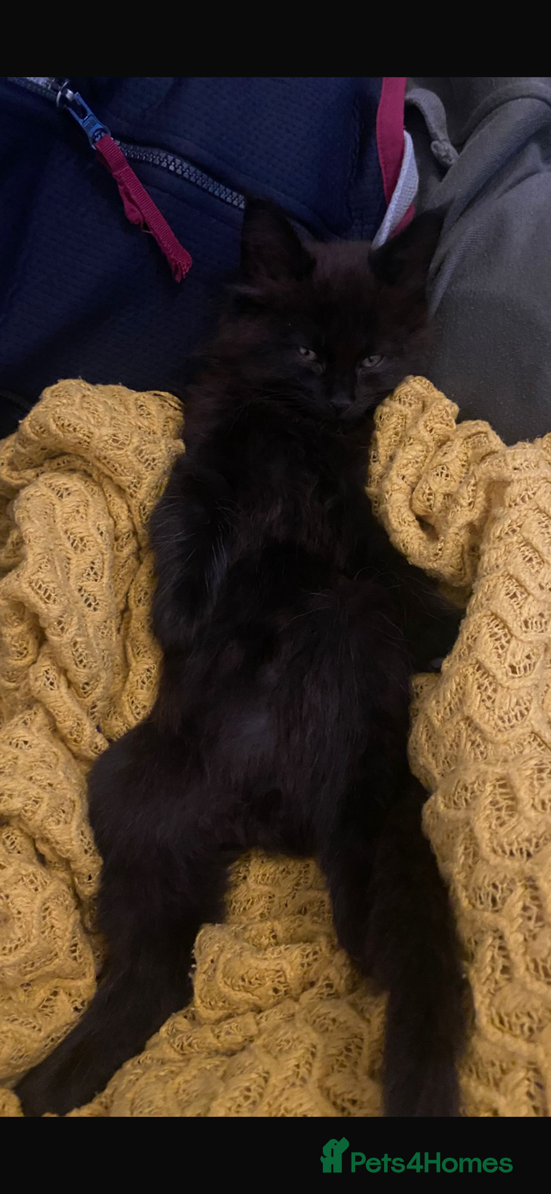Maine Coon cats for sale: Maine coon boy kitten  - Advert 3